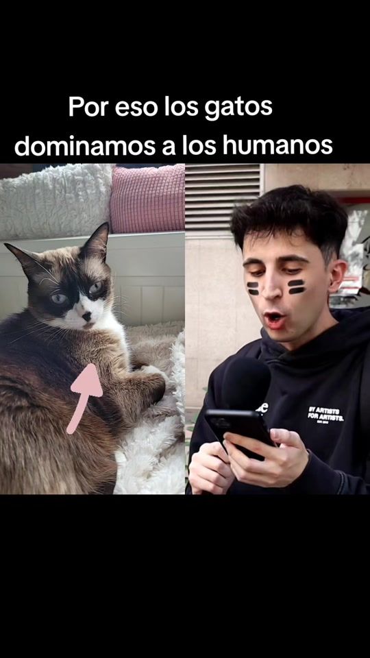 TikTok video thumbnail by bigfurballs_cats