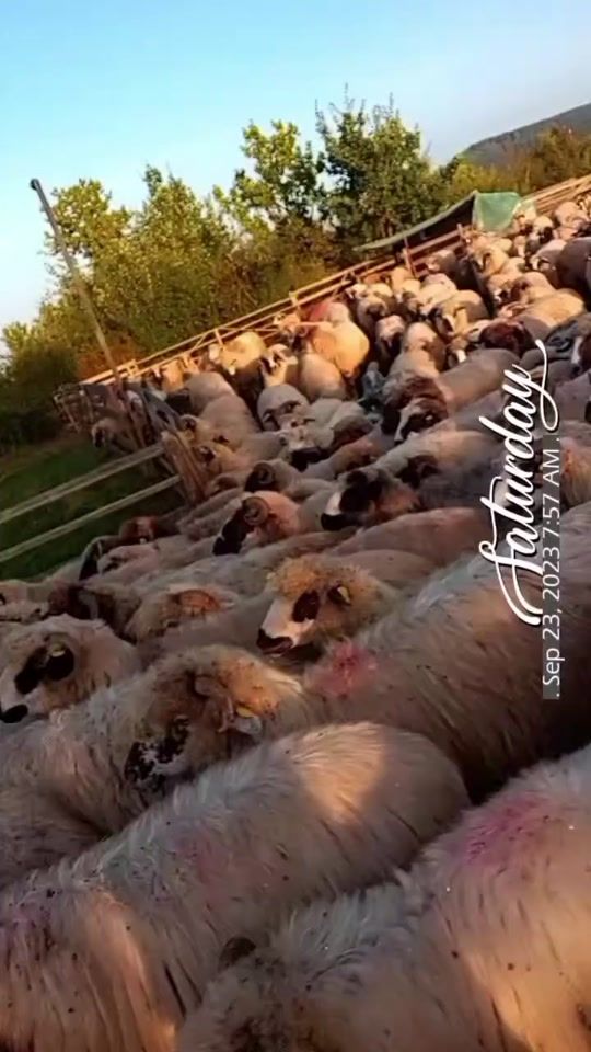 TikTok video thumbnail by roxi_gliga6