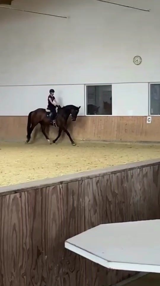 TikTok video thumbnail by dressur.oldenburgerr