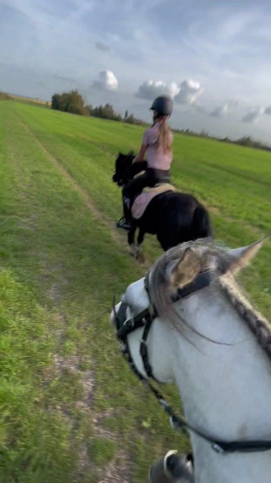TikTok video thumbnail by svdw.equestrian