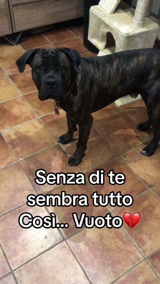 TikTok video thumbnail by marziadellicolli