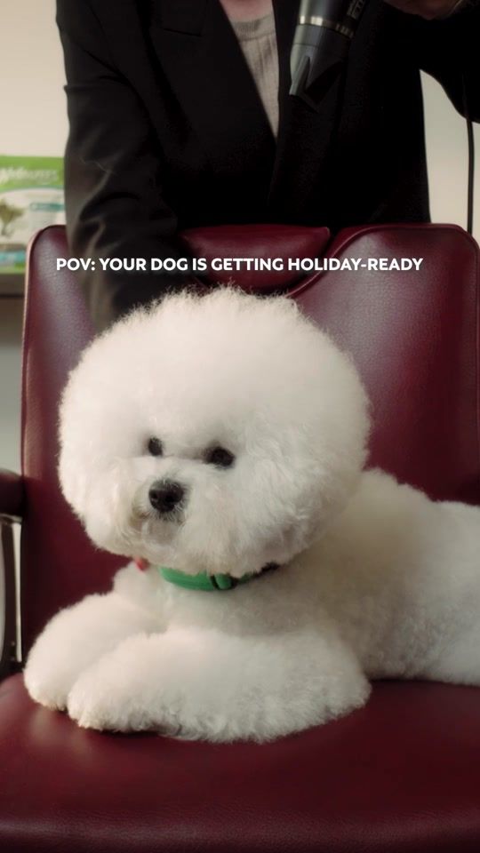 TikTok video thumbnail by whimzees.dog.treats