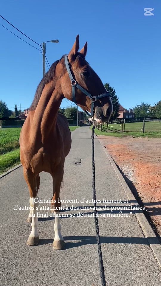 TikTok video thumbnail by mls.cchevaux