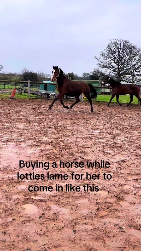 TikTok video thumbnail by britishmares