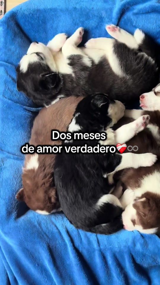 TikTok video thumbnail by puppies.oftheword