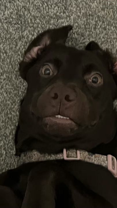 TikTok video thumbnail by realiandonaldson