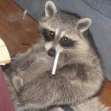 raccoonlenttv