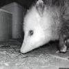 shedcam