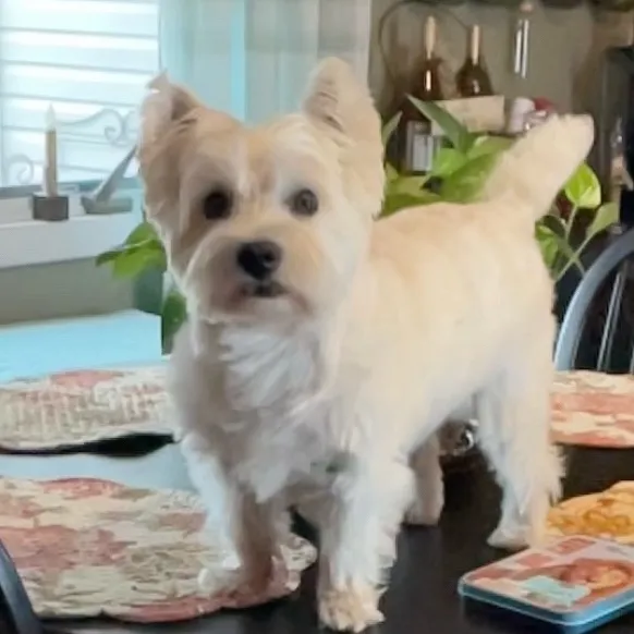 evie_my_westie
