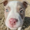 @millie.the.pitty