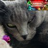 collectorkitty