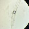 iliashaine