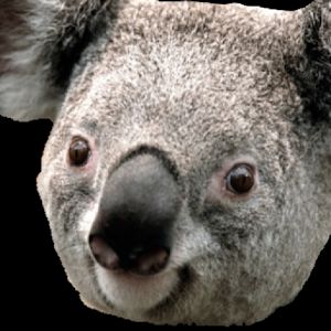 mascmozz