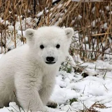 polarbears590