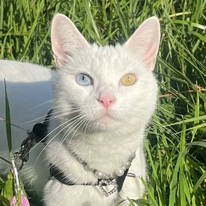chickenthewhitecat