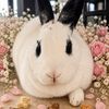 rubi.the.bunbun