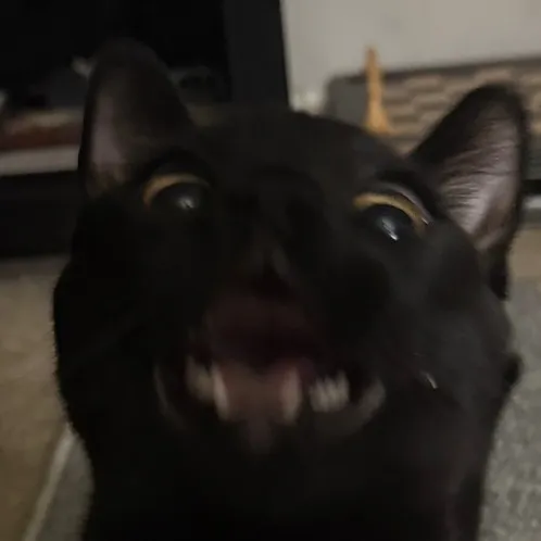 batdti