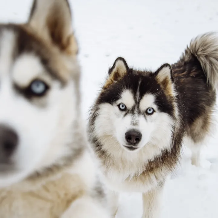 @kexthehusky
