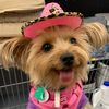 bambitheyorkieworld