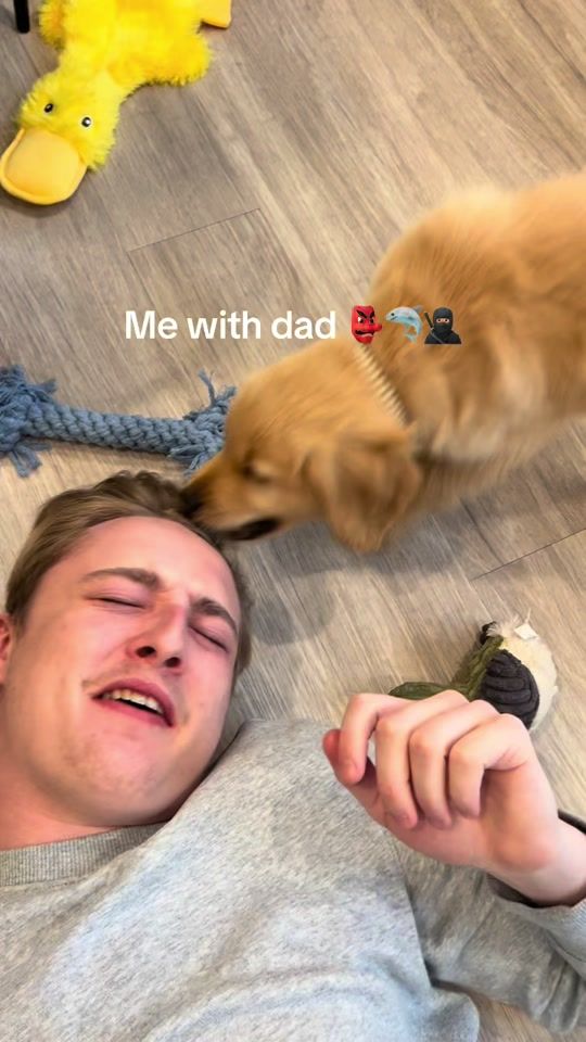 TikTok video thumbnail by olliegoldenpaws