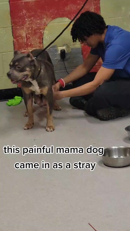 TikTok video thumbnail by iacsanimals