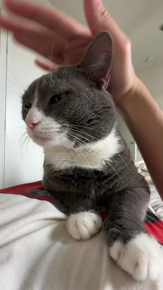 TikTok video thumbnail by stinkwalker