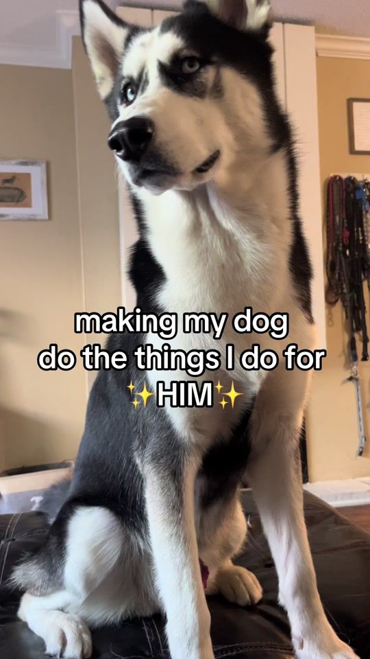 TikTok video thumbnail by apollo_the_husky