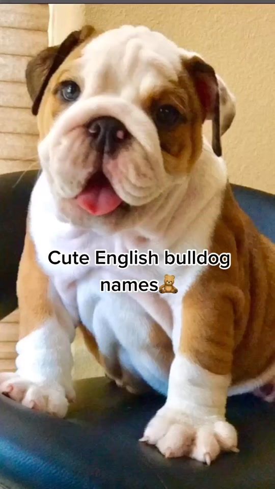TikTok video thumbnail by pet.names.foryou