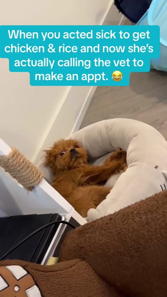 TikTok video thumbnail by thedogmommylife