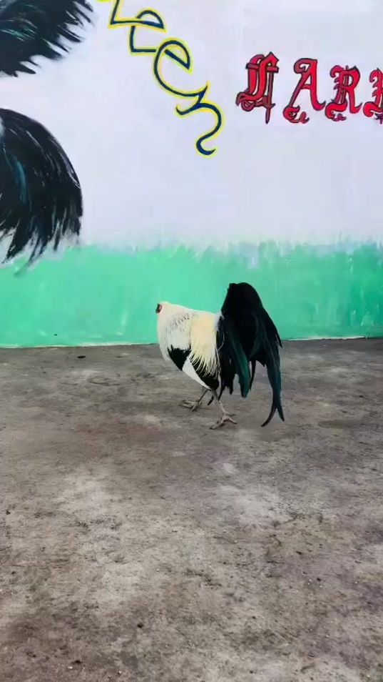 TikTok video thumbnail by edgardavid052
