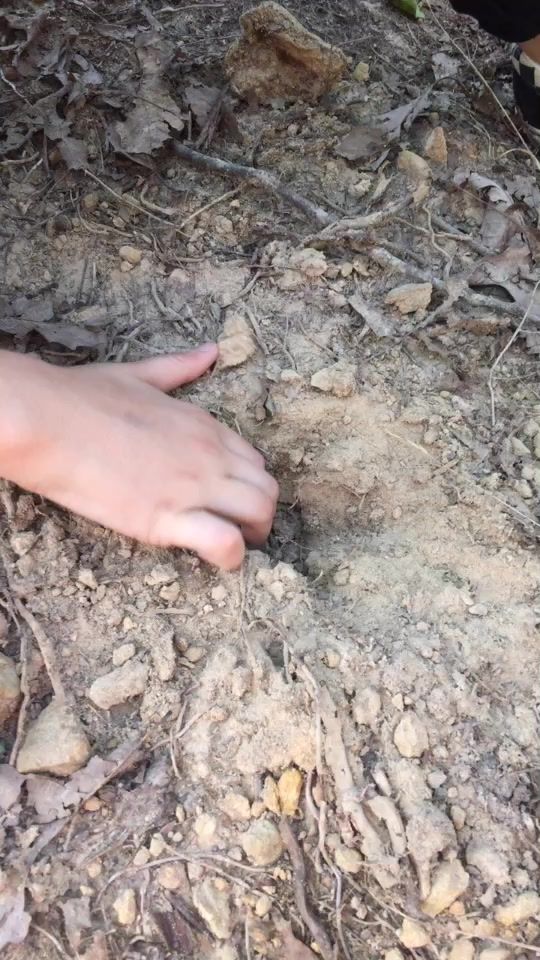 TikTok video thumbnail by ..save.our.earth4