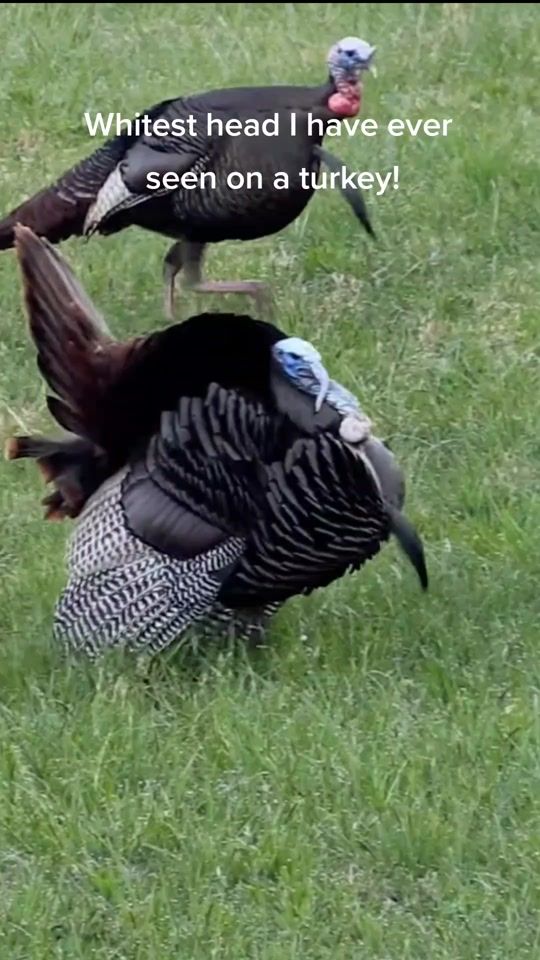 TikTok video thumbnail by whitetailinstitute