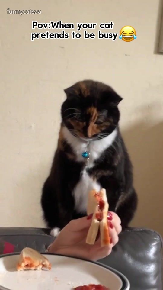 TikTok video thumbnail by funnycatsaa
