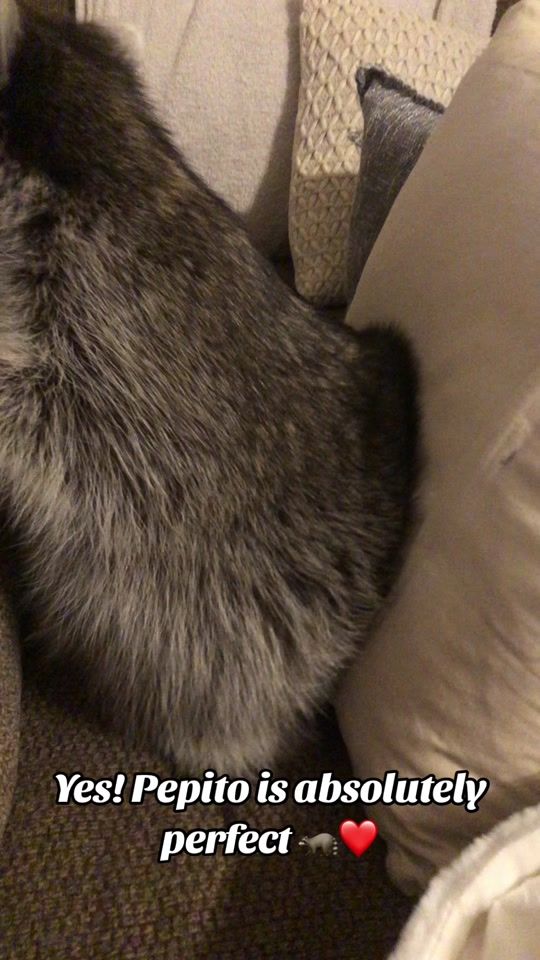 TikTok video thumbnail by adventuresofpepito