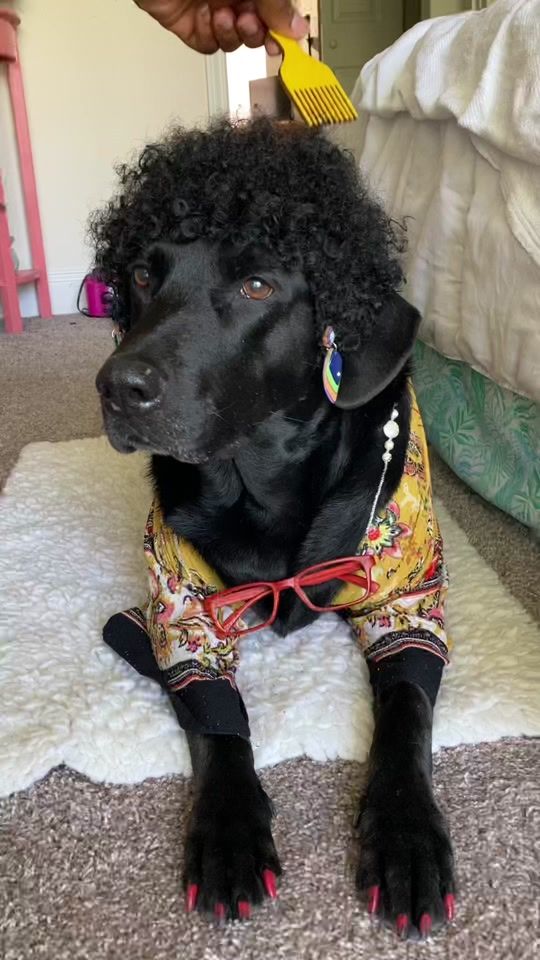 TikTok video thumbnail by sundaetheblacklab