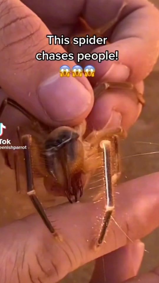 TikTok video thumbnail by larrellxw_nteds_n