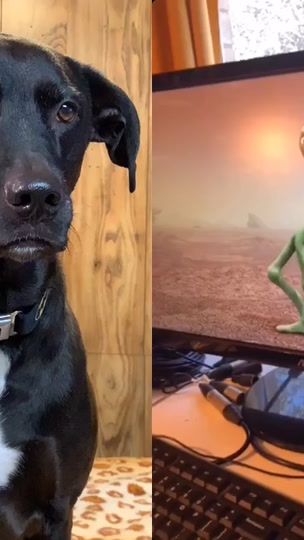 TikTok video thumbnail by maxthepupofficial