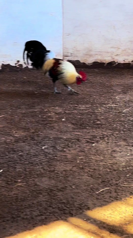 TikTok video thumbnail by rancholoscapotes