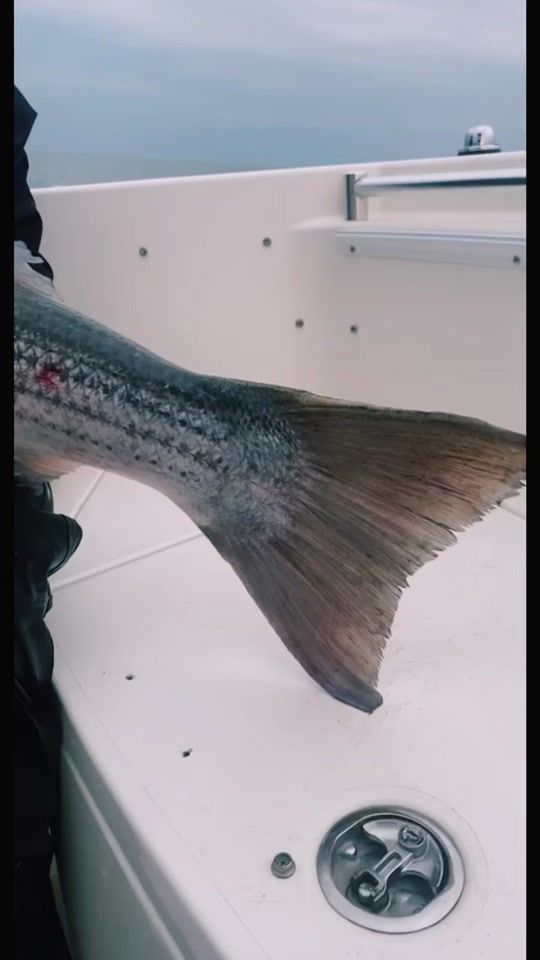 TikTok video thumbnail by pro_fish_ent