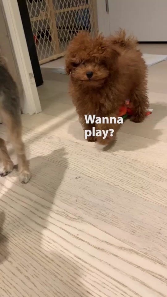 TikTok video thumbnail by knubbyhub