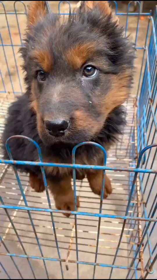 TikTok video thumbnail by petlove520