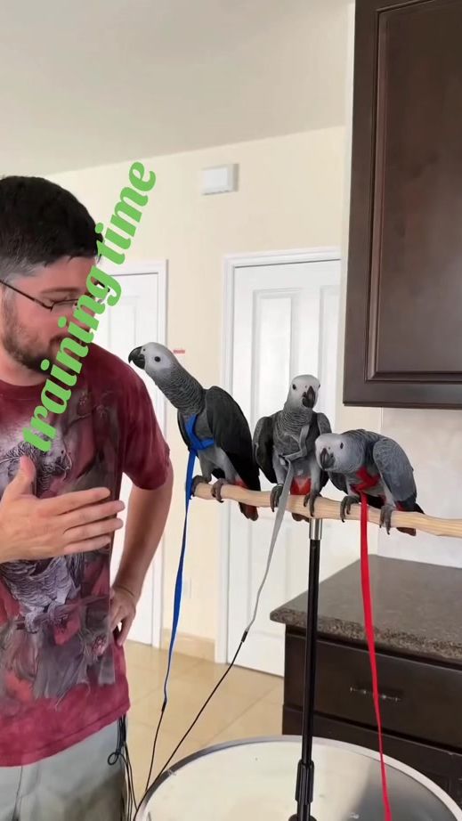 TikTok video thumbnail by exoticmacawparrots