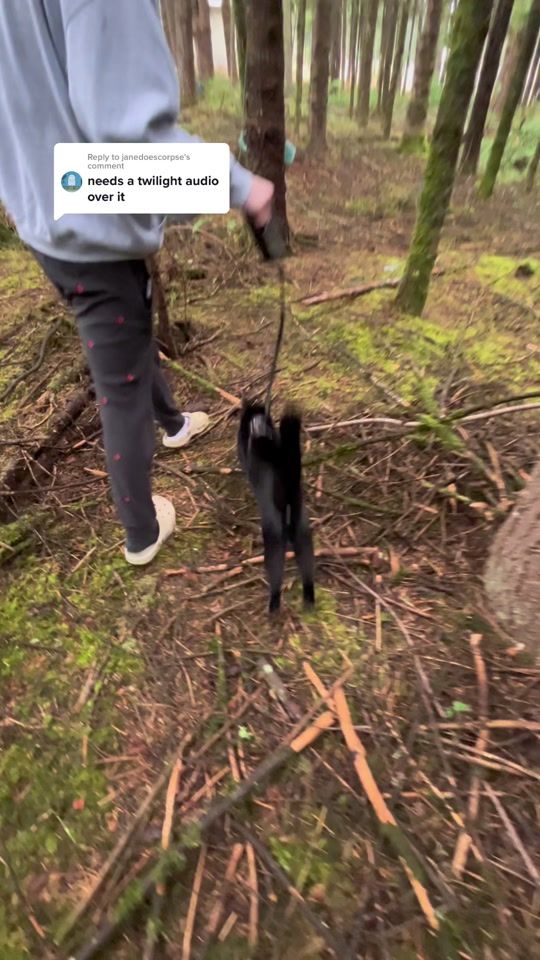 TikTok video thumbnail by leaf.litter