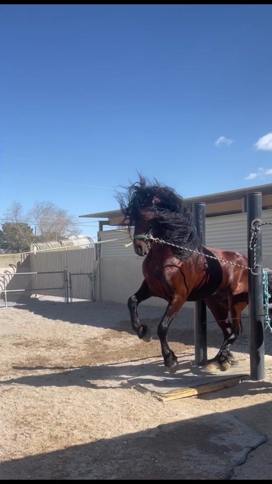 TikTok video thumbnail by sincityhorses
