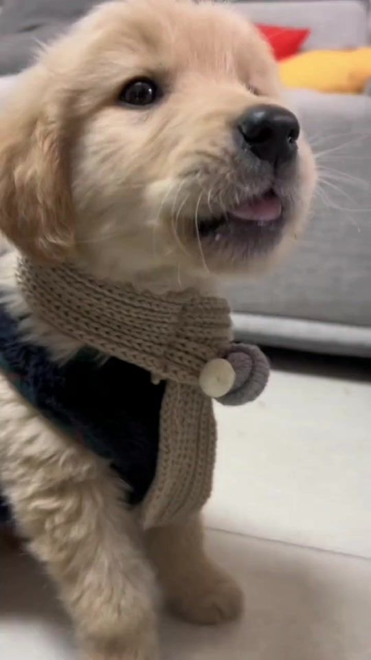 TikTok video thumbnail by delicategood2