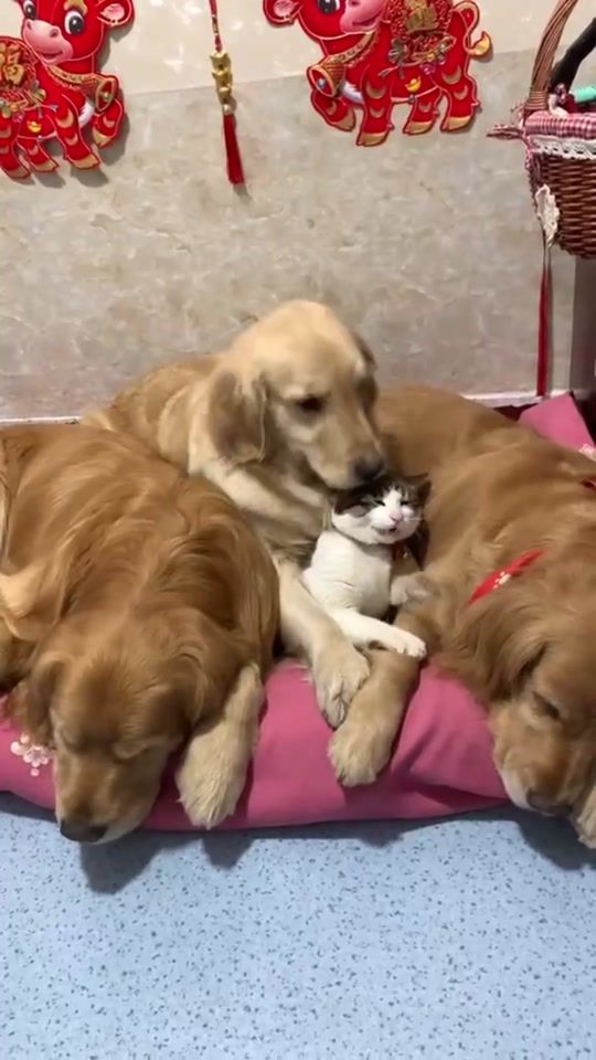 TikTok video thumbnail by dogbbbburu