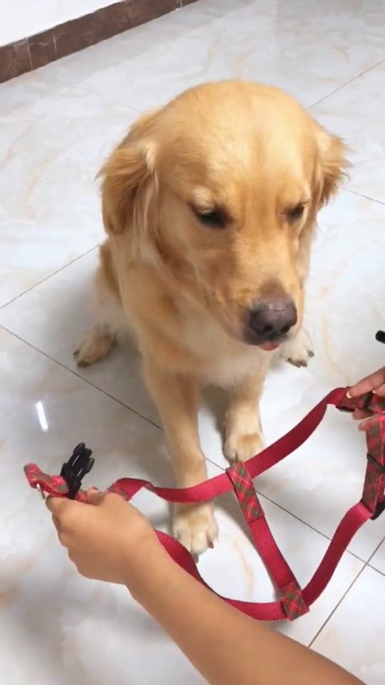 TikTok video thumbnail by a_golden_fam