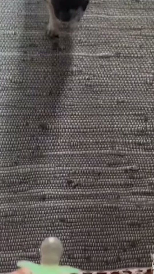 TikTok video thumbnail by petsioofficial