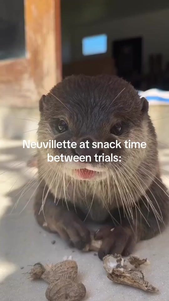 TikTok video thumbnail by lumidoucee