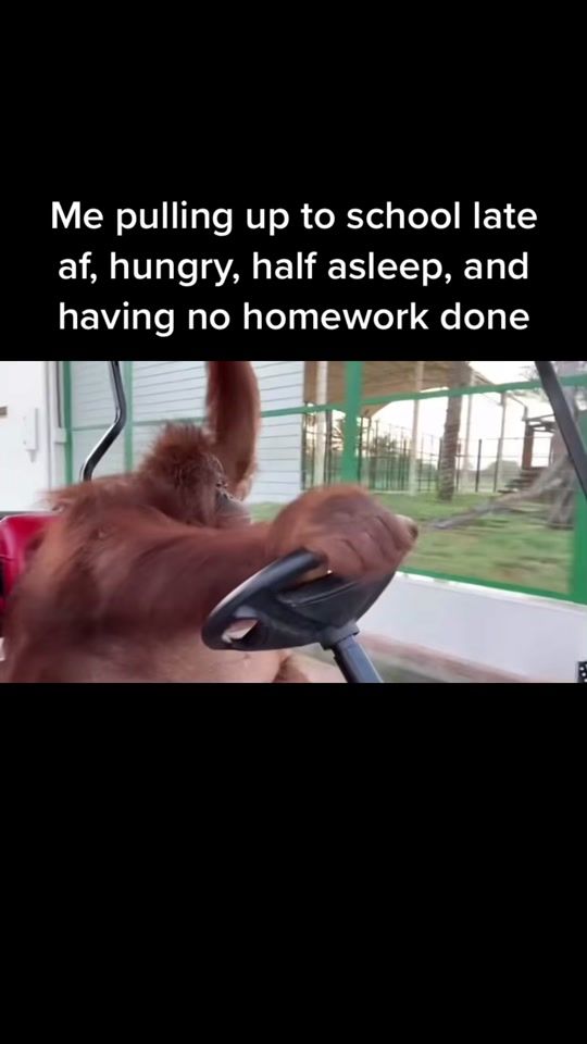 TikTok video thumbnail by basstiktoks